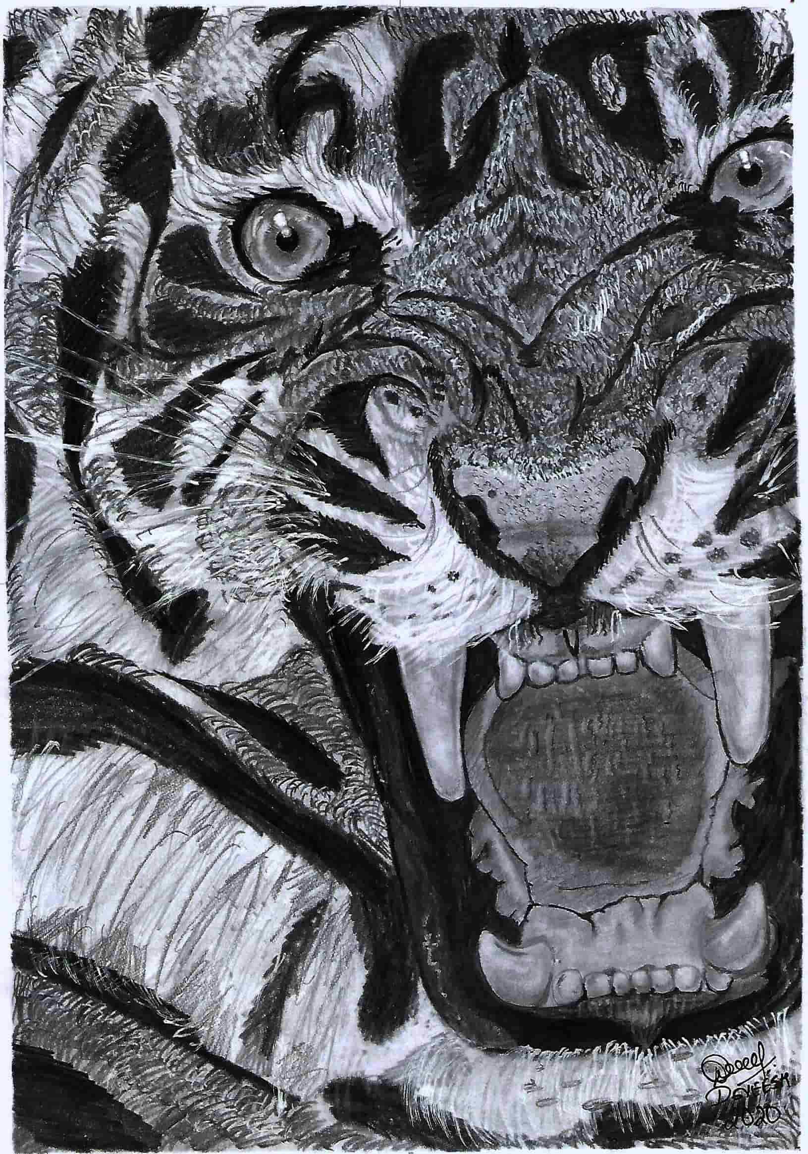 Pencil sketch of a tiger roaring